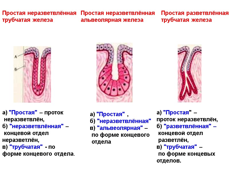 Простая неразветвлённая  трубчатая железа Простая неразветвлённая  альвеолярная железа Простая разветвлённая  трубчатая